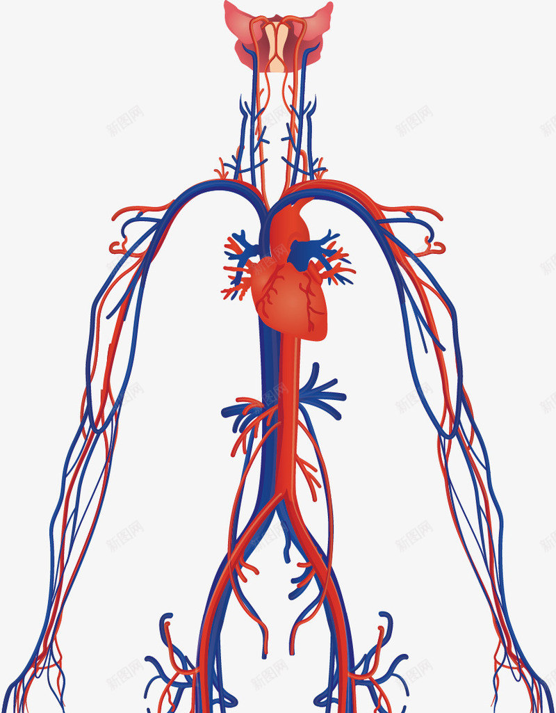 人体血管png免抠素材_88icon https://88icon.com 人体内脏器官 人体器官 人体血管 医疗健康 医疗内脏 医疗卡通 医疗器械 医疗科技 医疗科研 血管图案 身体构造