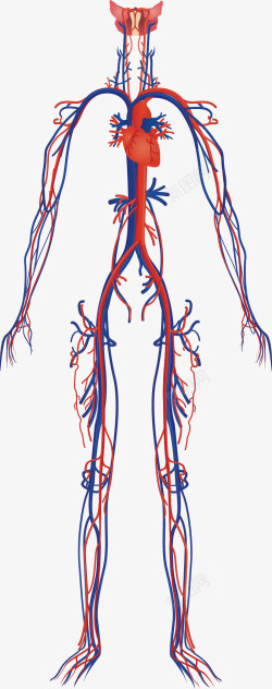 儿童血管构造人体血管高清图片