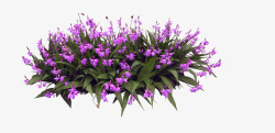 精致美丽的紫色花素材