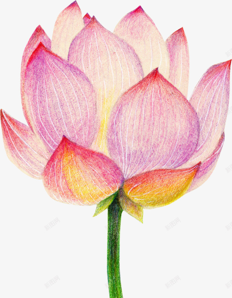 中国风清新盛开荷花png免抠素材_88icon https://88icon.com 中国风花朵 新年 新春 春节 清新花朵 荷花 莲花 装饰图案
