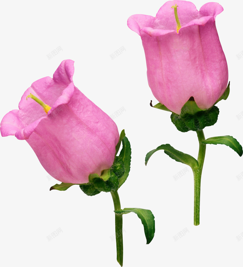 粉色花朵实物简图png免抠素材_88icon https://88icon.com 叶子 实物 桔梗 漂亮的 美丽的 花卉 花朵 花蕊