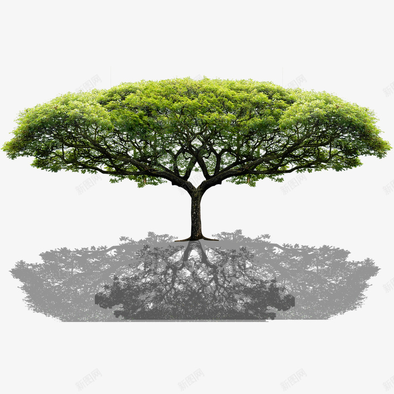 書法 綠樹圖 绿字书法_绿字字体_2022书法字典大全