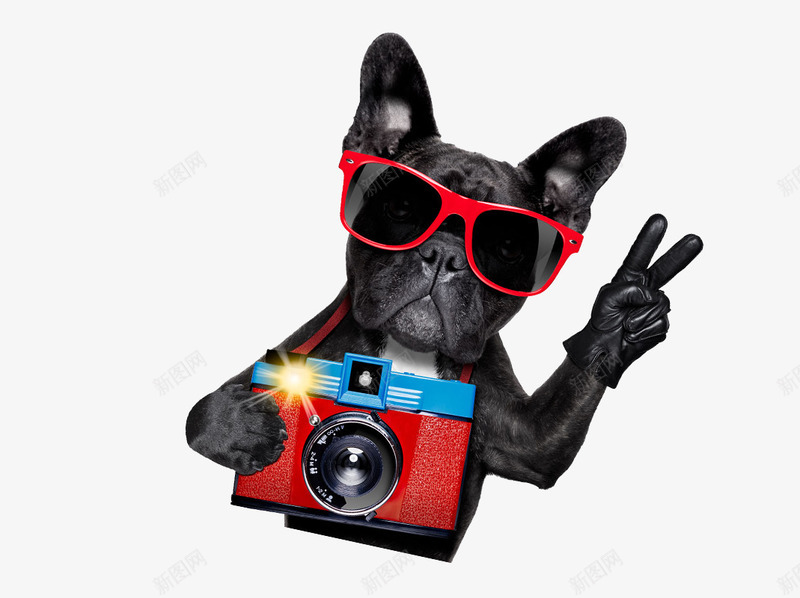 卡通时尚狗狗拍照png免抠素材_88icon https://88icon.com 卡通 手套 摄像师 时尚 照相机 狗狗拍照 红色眼镜