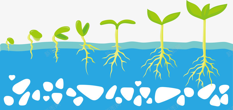 水培植物png免抠素材_88icon https://88icon.com 发芽 增长 小草 小草生长过程图 水生植物 蓝色 递增
