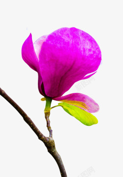 紫色香味分子带绿色叶的玉兰花瓣素材