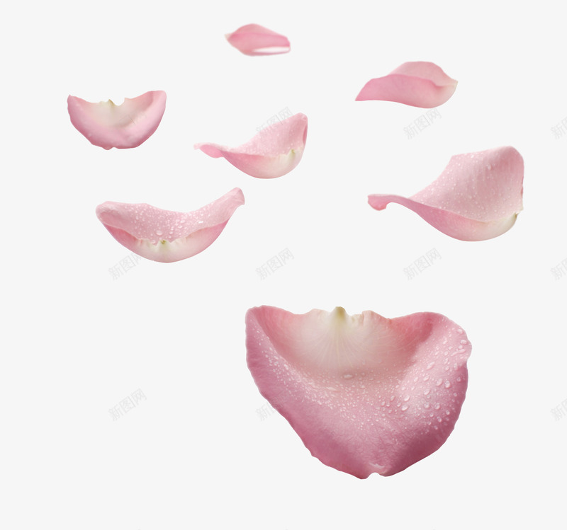 透明漂浮的粉色花瓣png免抠素材_88icon https://88icon.com 漂浮 粉色 花瓣 透明