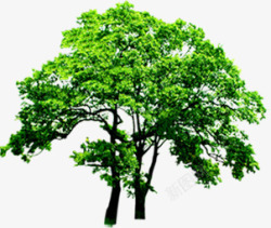 绿树美景园林稀疏大树素材