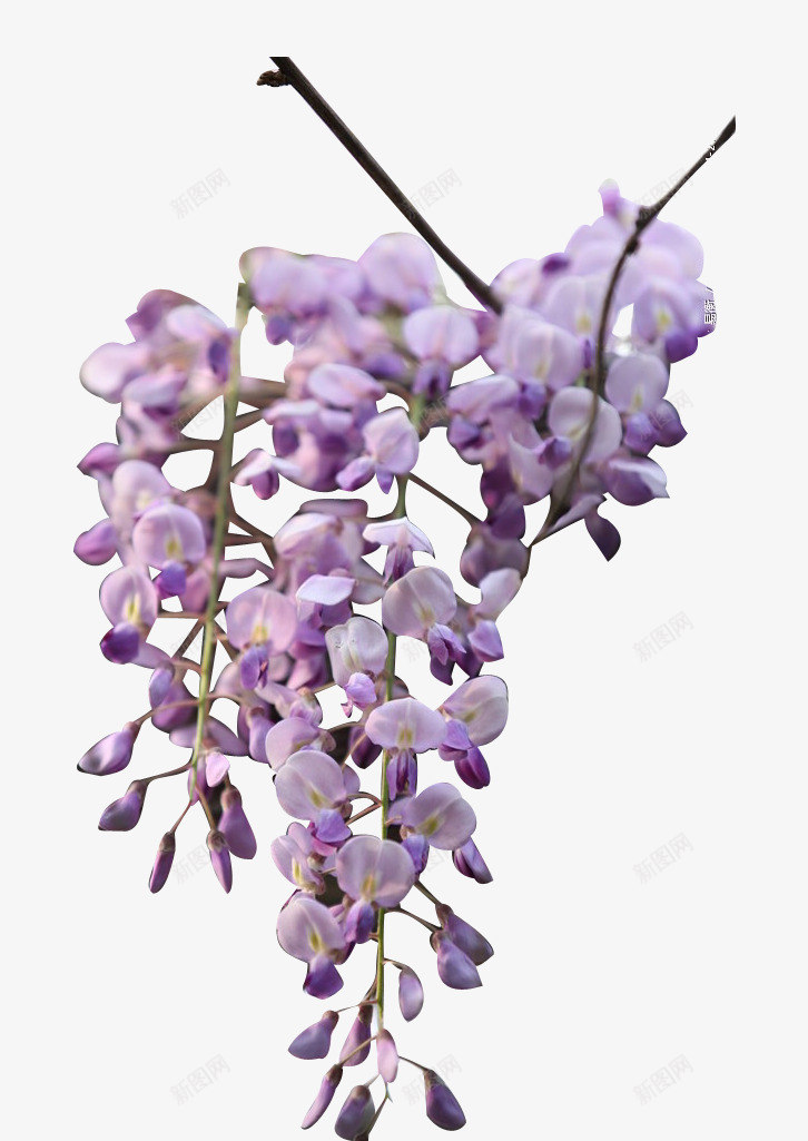 紫色朦胧美丽花朵png免抠素材_88icon https://88icon.com 朦胧 紫色 美丽 花朵