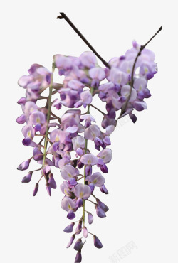 紫色朦胧美丽花朵素材
