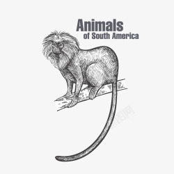 手绘南美洲狮面狨矢量图素材