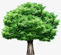 园林绿化环保大树素材
