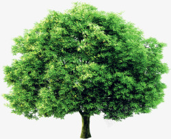 绿色植物环保大树素材