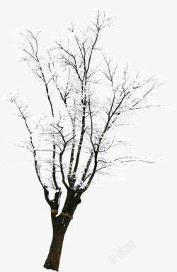 白色纯洁冬日大树素材