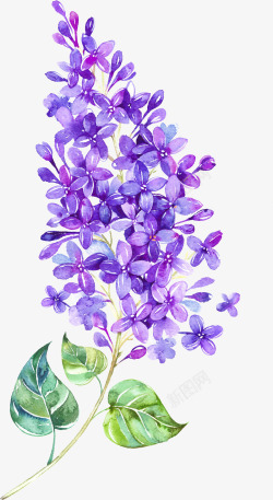 紫色的花瓣漂浮花高清图片