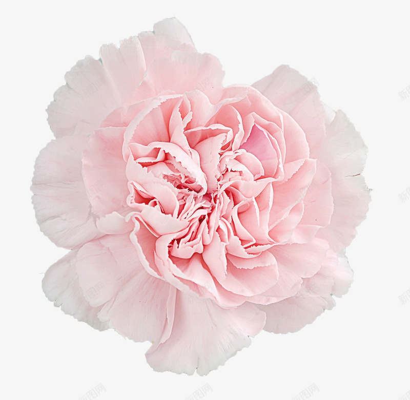美丽的粉红色康乃馨png免抠素材_88icon https://88icon.com 康乃馨 简图 美丽的 花卉 花朵 花瓣 装饰