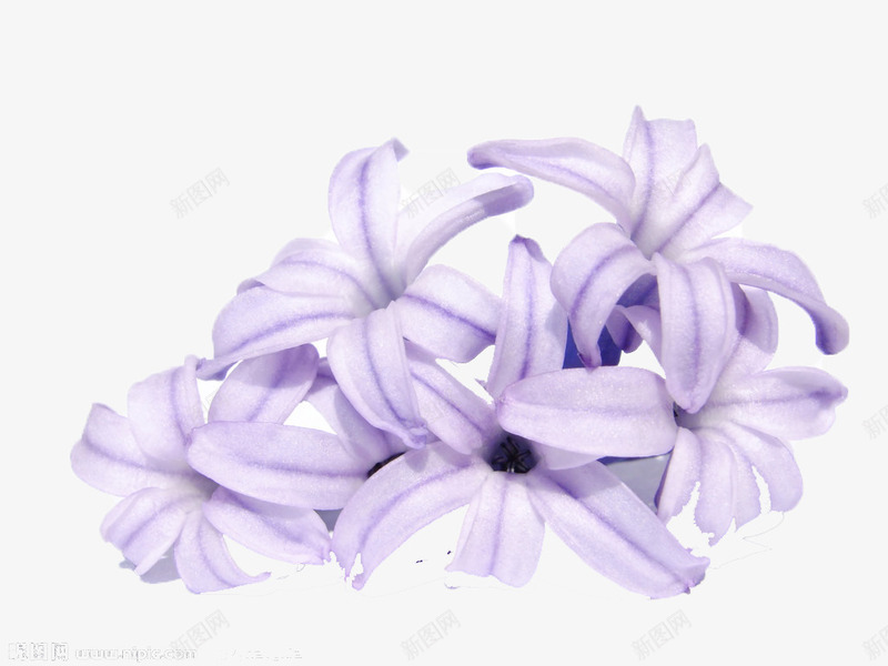 手绘紫罗兰png免抠素材_88icon https://88icon.com 叶子 手绘 手绘紫罗兰 植物 紫罗兰 紫色 美丽 花朵 芳香