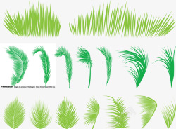 棕榈树叶和小草素材