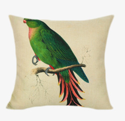 绿色鹦鹉抱枕素材
