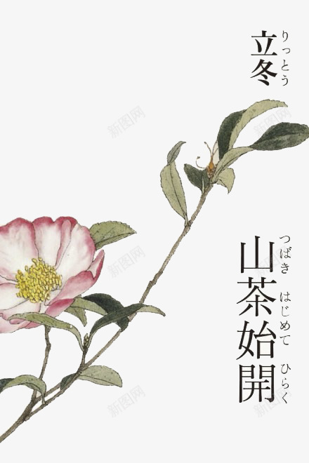 山茶花png免抠素材_88icon https://88icon.com 和风 和风花纹 手绘 立冬 花