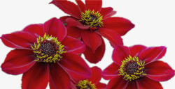 深红色花朵素材