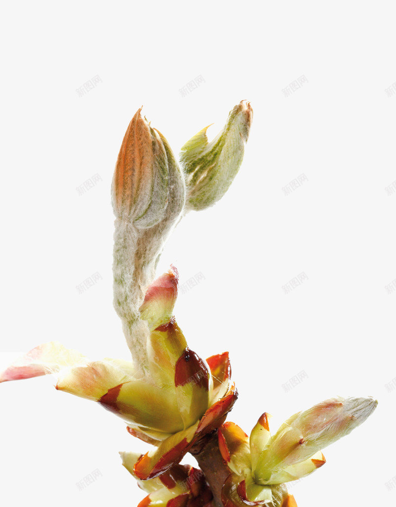 植物新芽嫩叶png免抠素材_88icon https://88icon.com 叶子 叶芽 大自然 嫩芽 新芽 枝丫 树叶 植物 花苞