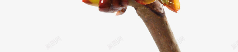 植物新芽嫩叶png免抠素材_88icon https://88icon.com 叶子 叶芽 大自然 嫩芽 新芽 枝丫 树叶 植物 花苞