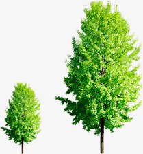 绿色春天大树植物绿化美景素材