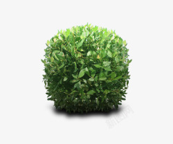 绿色球状植物素材