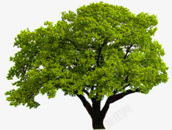 绿色唯美意境大树素材