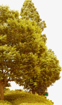 创意黄色摄影大树素材