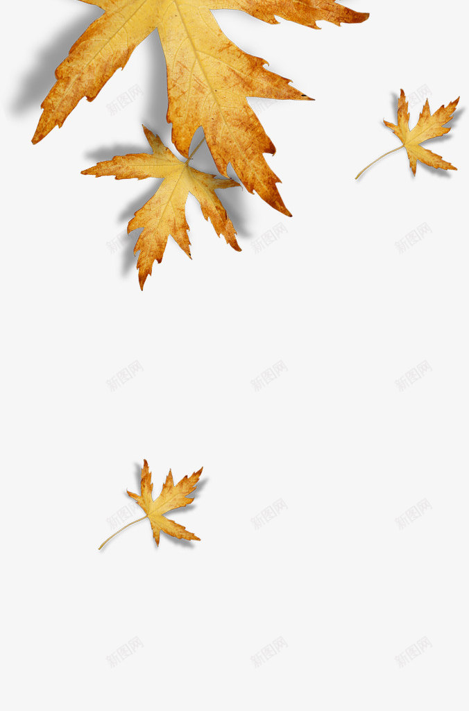 漂浮棕色树叶png免抠素材_88icon https://88icon.com 叶子 树叶 棕色树叶 漂浮树叶