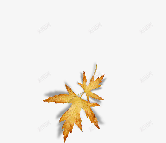 漂浮棕色树叶png免抠素材_88icon https://88icon.com 叶子 树叶 棕色树叶 漂浮树叶
