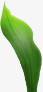 白色底版绿色植物漂浮素材