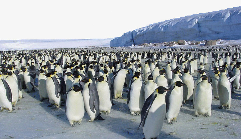 南极企鹅png免抠素材_88icon https://88icon.com 南极 南极企鹅 旅游景区 著名景点