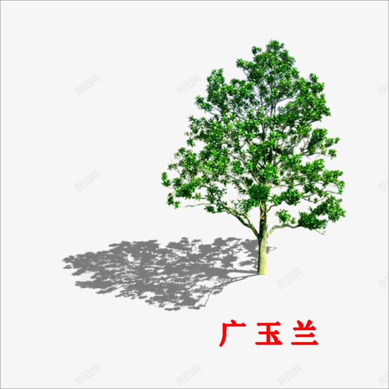 广玉兰png免抠素材_88icon https://88icon.com 大树 绿色植物