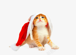 圣诞小猫咪素材