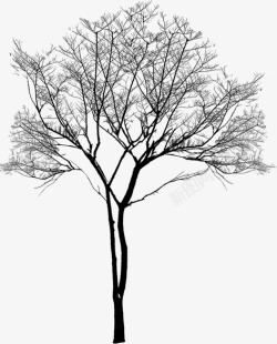 冬日大树树干美景素材