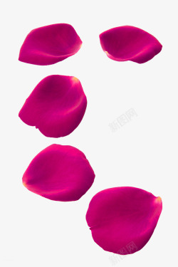 紫红色简约花瓣漂浮素材