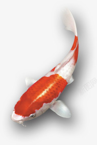 金鱼写实红素材