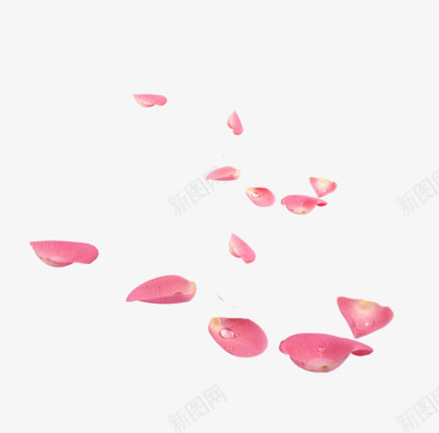 漂浮粉色玫瑰花瓣png免抠素材_88icon https://88icon.com 漂浮素材 玫瑰 粉色 花瓣素材