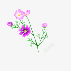 美丽紫色花朵素材
