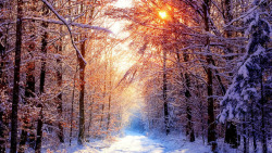 冬日暖阳树林美景素材