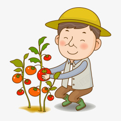 摘西红柿的农民图素材