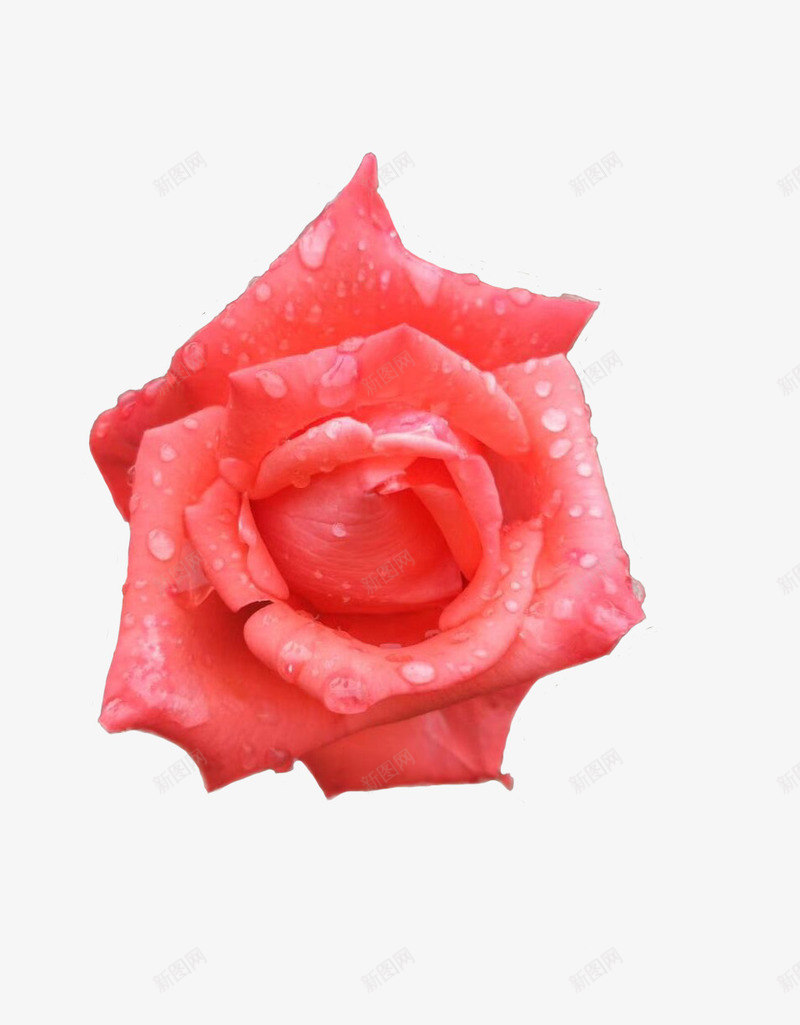 沾满水珠的粉色玫瑰png免抠素材_88icon https://88icon.com 实物图 水珠 玫瑰花 美丽的 花卉 花朵 花瓣