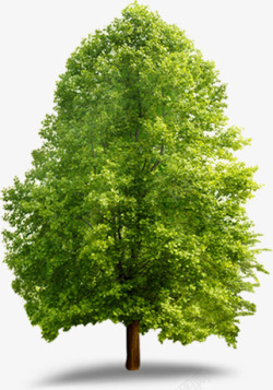 环保绿树景观大树素材