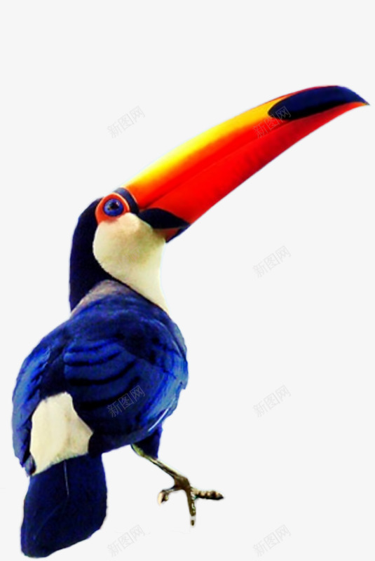 手绘蓝色巨嘴鸟png免抠素材_88icon https://88icon.com 卡通巨嘴鸟 巨嘴鸟免抠图片 手绘巨嘴鸟 蓝色巨嘴鸟