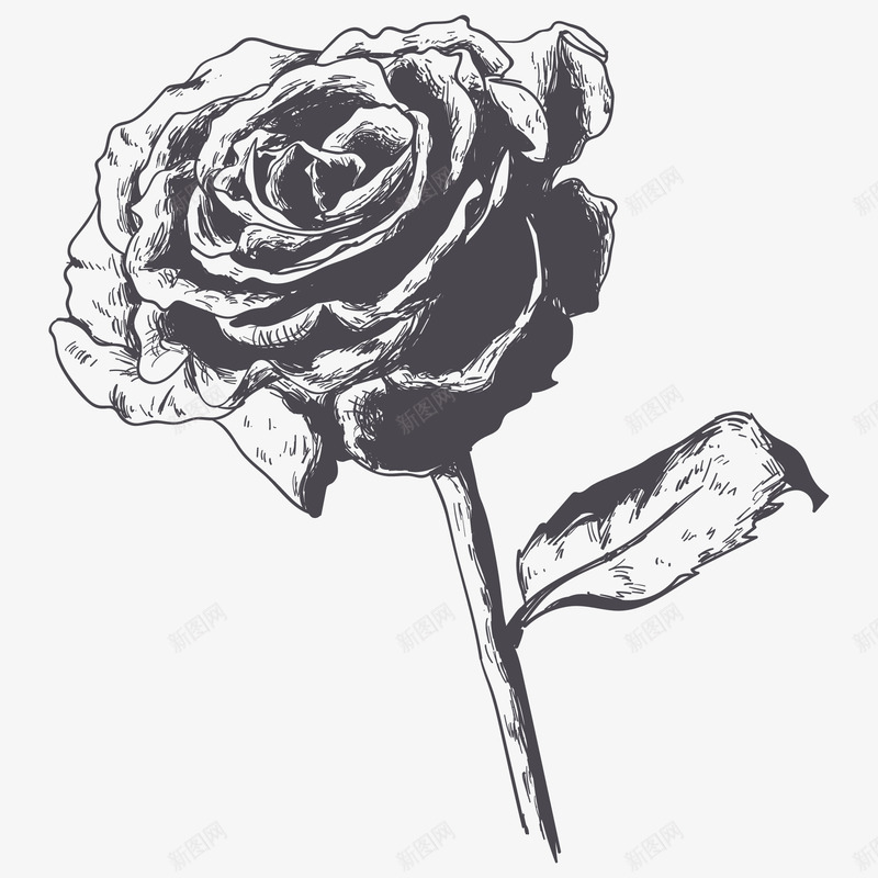 一支美丽的玫瑰素描画png免抠素材_88icon https://88icon.com 玫瑰纹身 玫瑰花 简图 素描画 美丽的 花卉 花朵 花瓣