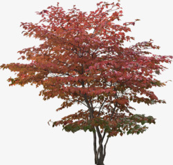 红色秋日大树公园素材