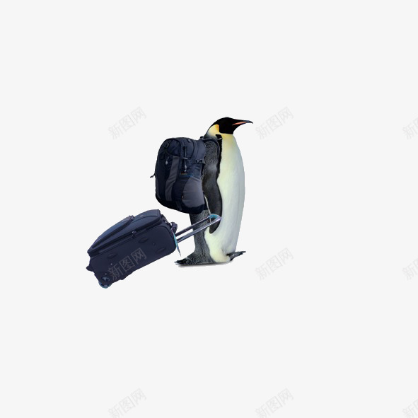 背着背包去旅行png免抠素材_88icon https://88icon.com 企鹅 箱子 背包 背着背包去旅行 黑色