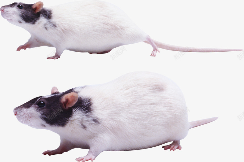 两只老鼠png免抠素材_88icon https://88icon.com PNG图形 PNG装饰 动物 可爱 老鼠 装饰